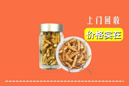 肥东县回收散虫草